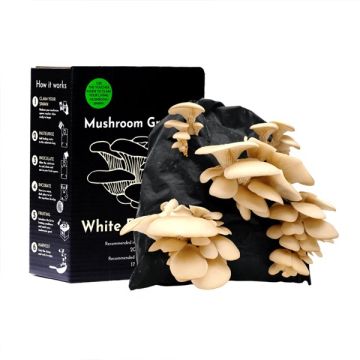 White Elm Oyster Mushroom Growing Kit