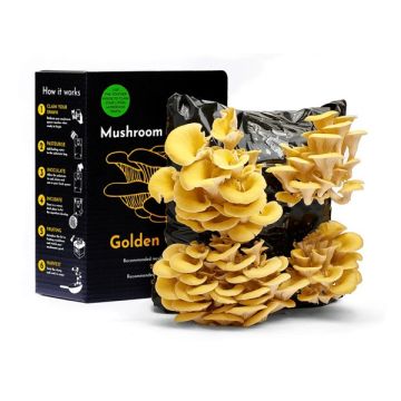 Yellow Gold Oyster Mushroom Growing Kit