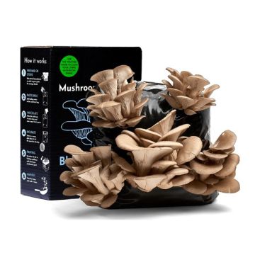 Blue-Grey Oyster Mushroom Growing Kit